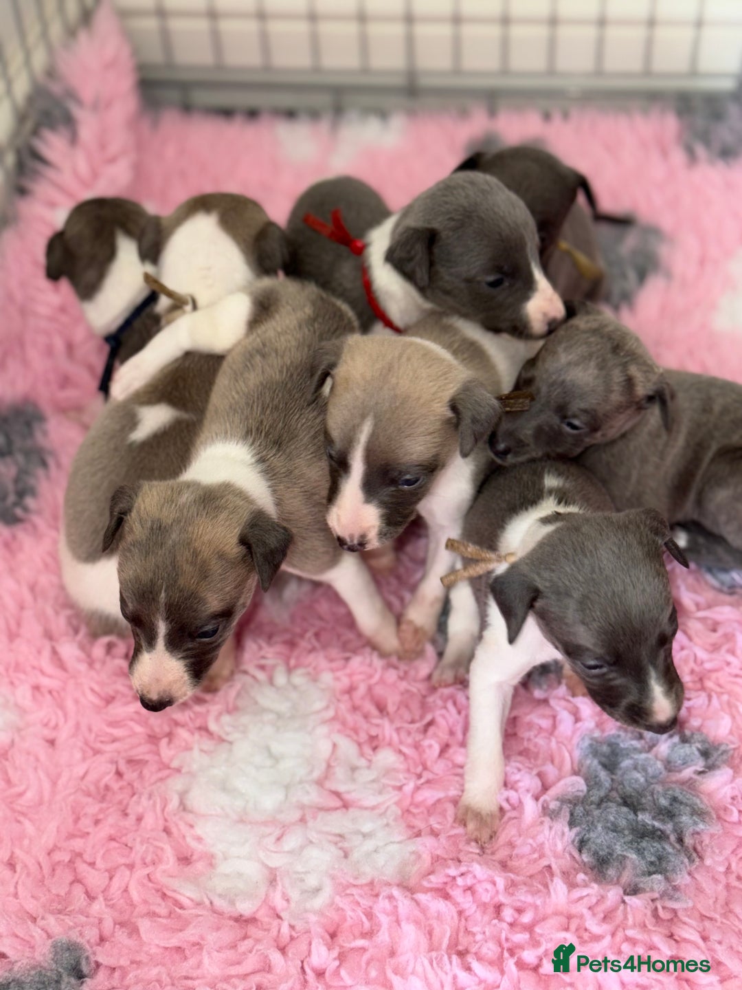 Whippet dogs for sale: 🏡 Ready Saturday! Kennel Club Whippet Puppies 🐾 - Image 12