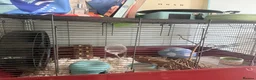 Gerbil rodents for sale: Fat tail gerbil / Duprasi - Advert 2