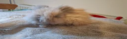 Angora rabbits for sale: Angora female rabbit "maisie" in Warwick - Advert 2