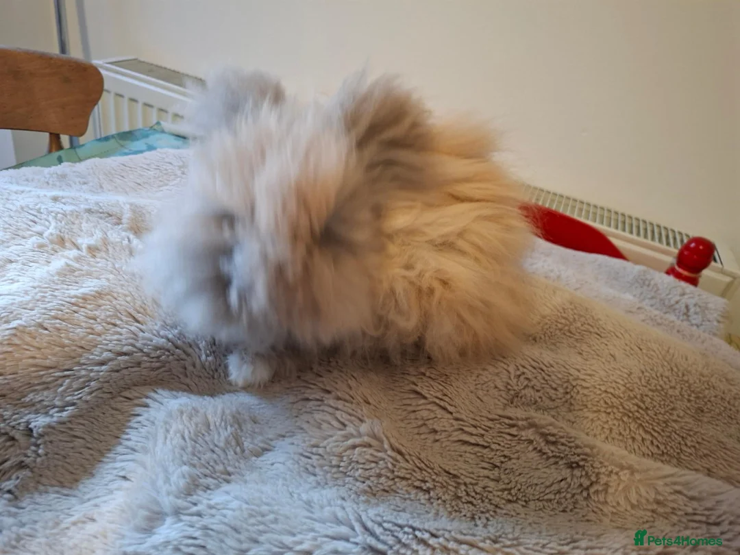 Angora rabbits for sale: Angora female rabbit "maisie" in Warwick - Advert 2