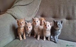 British Shorthair cats for sale: Beautiful Cream & Ginger Kittens  - Image 4