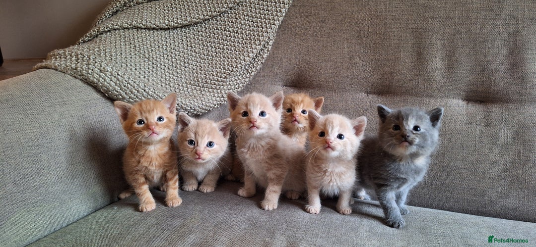 British Shorthair cats for sale: Beautiful Cream & Ginger Kittens  - Image 4