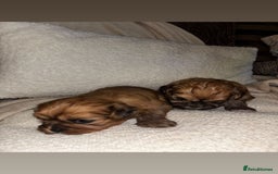 Zuchon dogs for sale: Zuchon pupp - Image 4