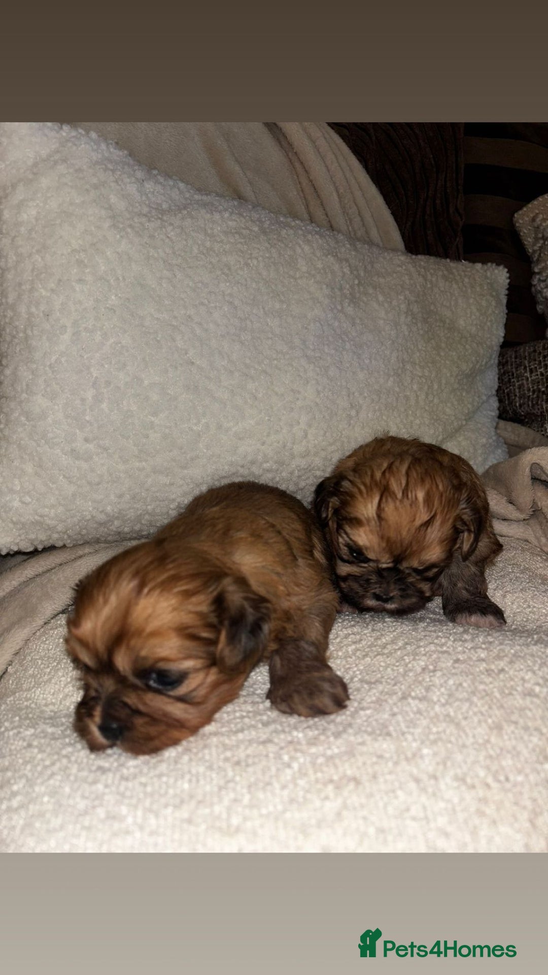 Zuchon dogs for sale: Zuchon pupp - Image 4