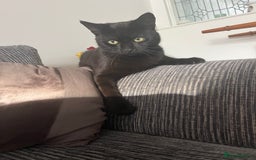 Mixed Breed cats for sale: Black male 15 months old  - Image 4