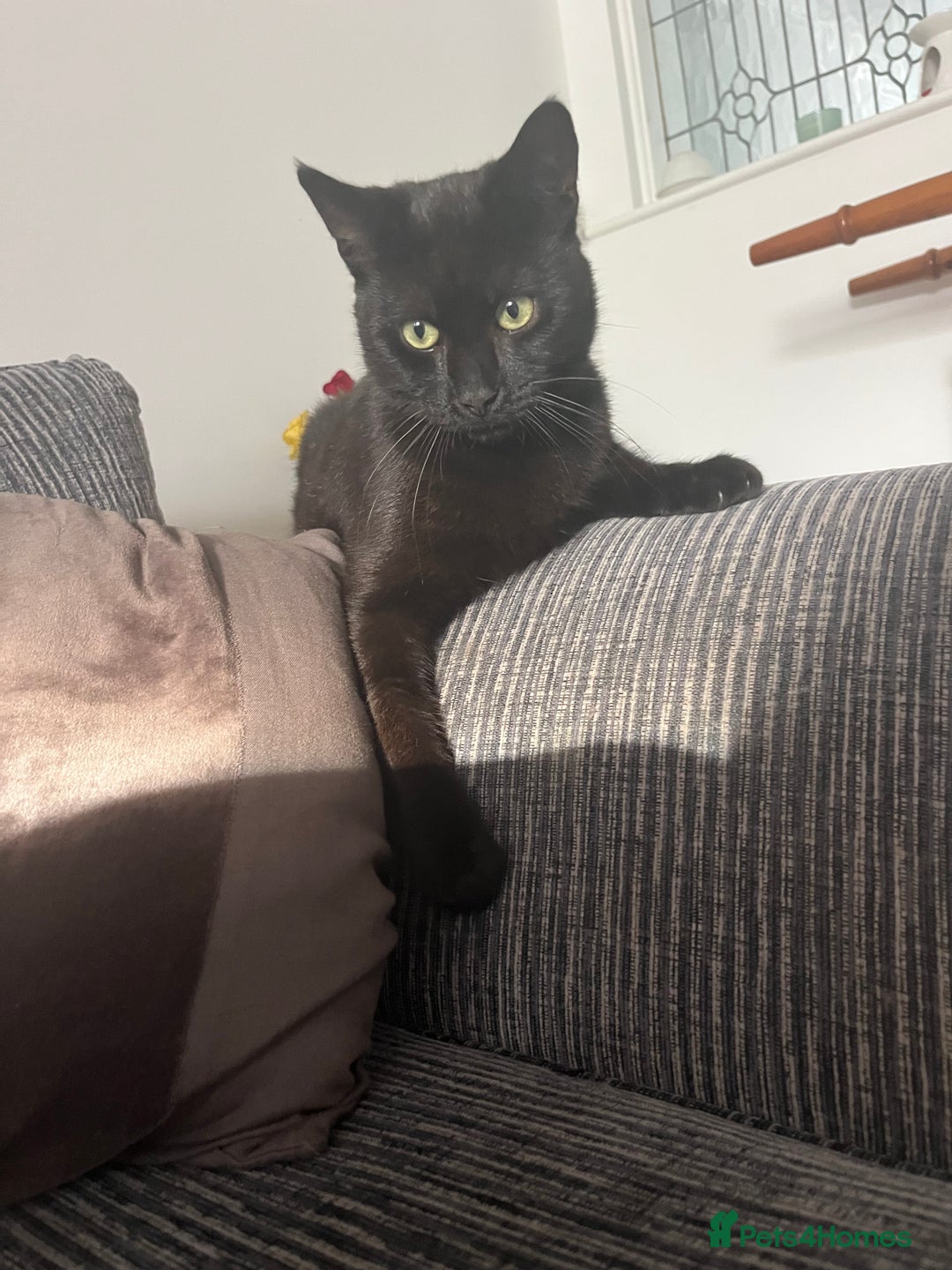 Mixed Breed cats for sale: Black male 15 months old  - Image 4