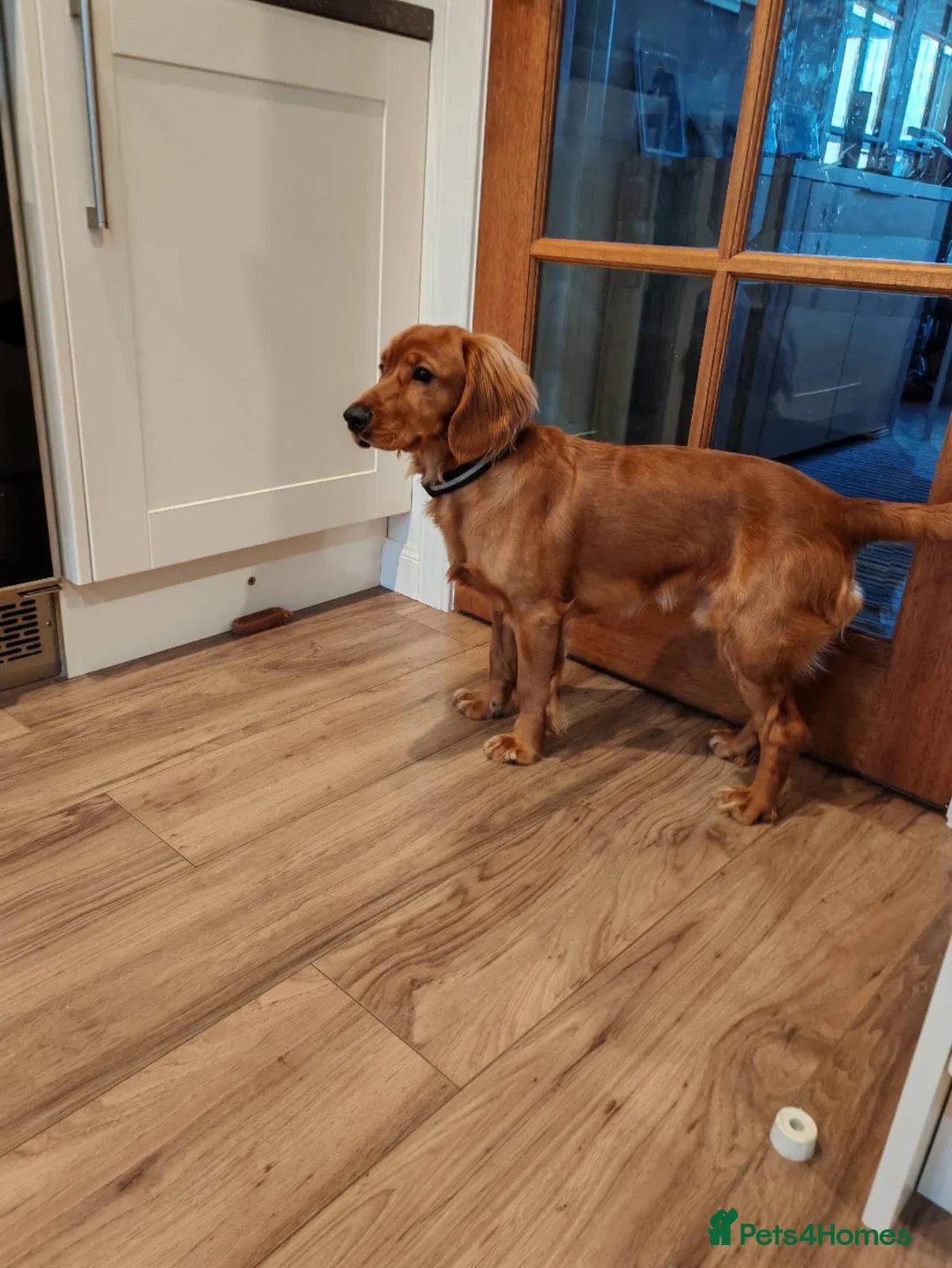 Cockapoo dogs for sale: Handsome Cockapoo/Cocker Spaniel in Montrose - Advert 2