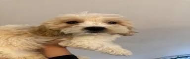Cavachon 6