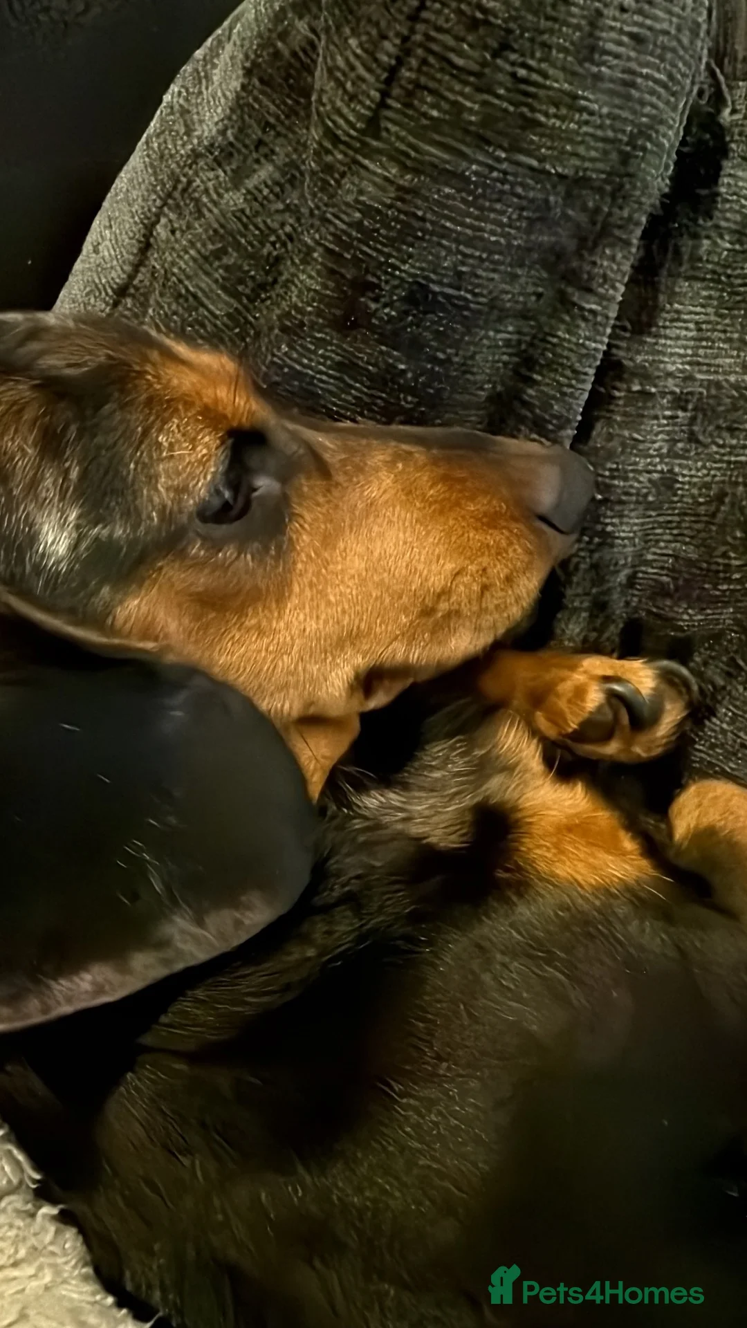 Miniature Dachshund dogs for sale: Smooth Haired Miniature Dachshunds in Wallingford - Advert 1