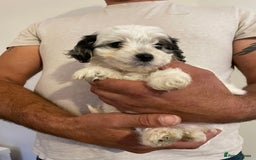 Mixed Breed dogs for sale: Cockapoo x Maltese (Maltipoo) - Image 4