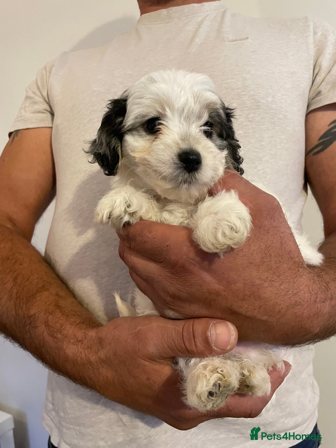 Mixed Breed dogs for sale: Cockapoo x Maltese (Maltipoo) - Image 4
