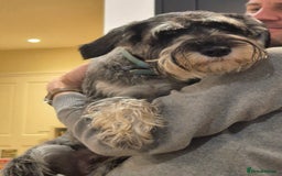 Schnauzer dogs for sale: SOLD - 14mo female P/S Standard Schnauzer - Advert 7