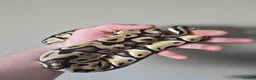 Python Snake reptiles for sale: Pastel Trojan Het Clown Royal Python  - Advert 8
