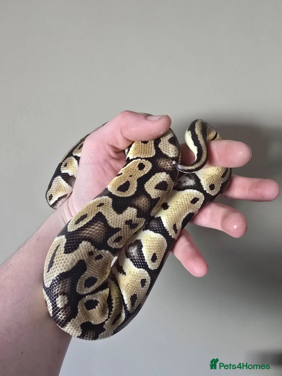 Python Snake reptiles for sale: Pastel Trojan Het Clown Royal Python  - Advert 8