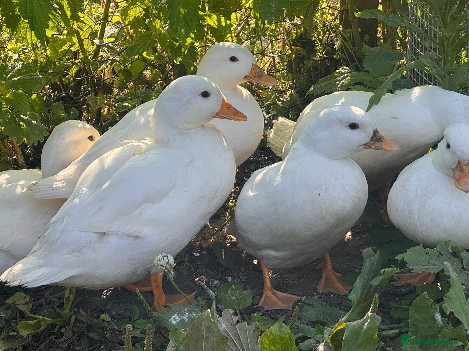 Ducks poultry Call duck pairs - Advert 1