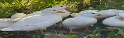 Ducks poultry for sale: Call duck pairs in Sevenoaks - Advert 1