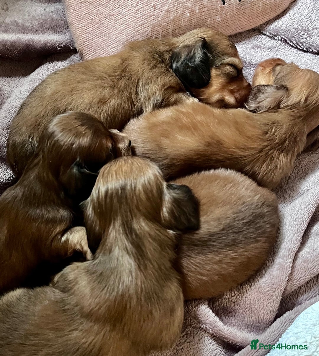 Miniature Dachshund dogs for sale: long haired shaded red Miniature dachshunds  - Advert 2