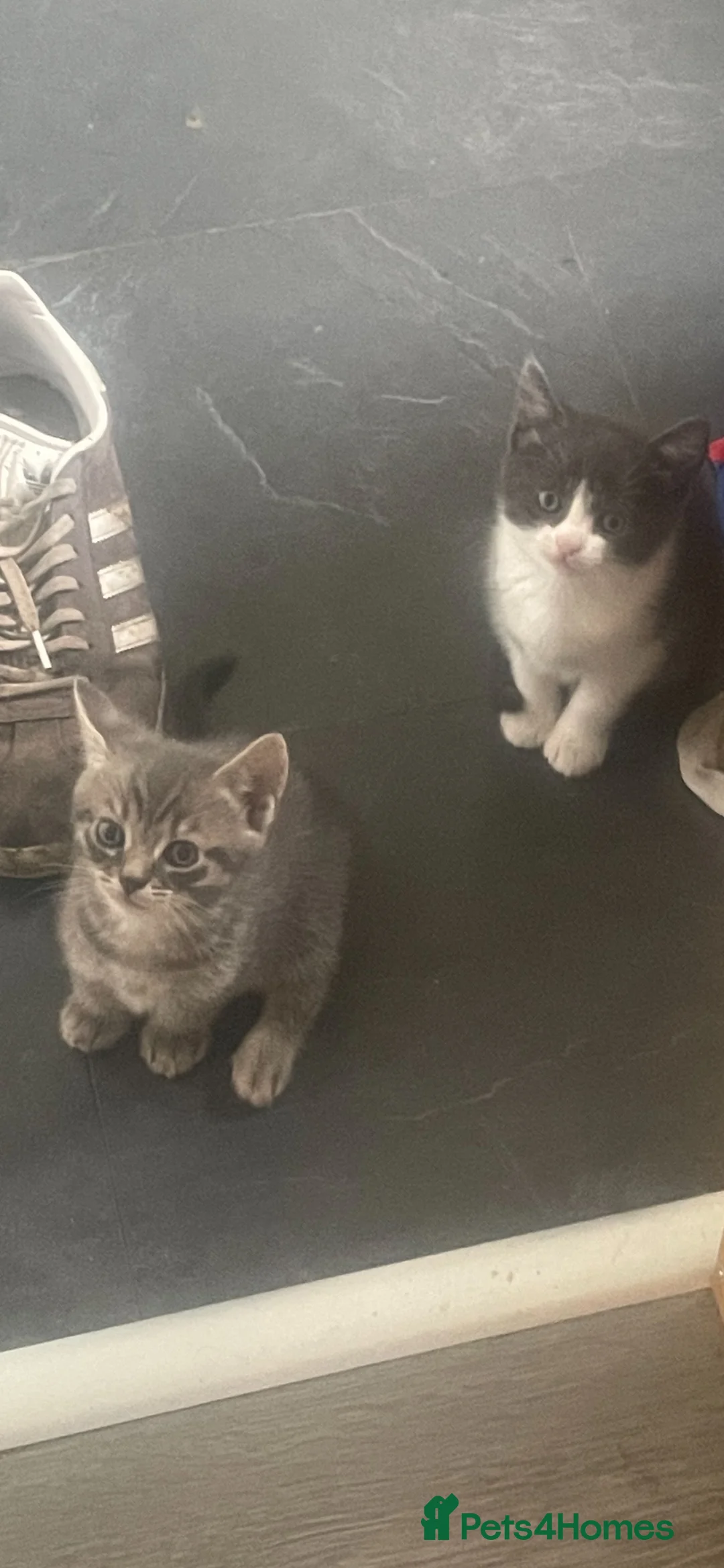 British Shorthair cats for sale: 2 kittens for sale 1male 1 female  - Advert 2
