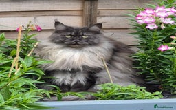 Maine Coon cats for sale: 2 female maine coons for rehoming  - Advert 2