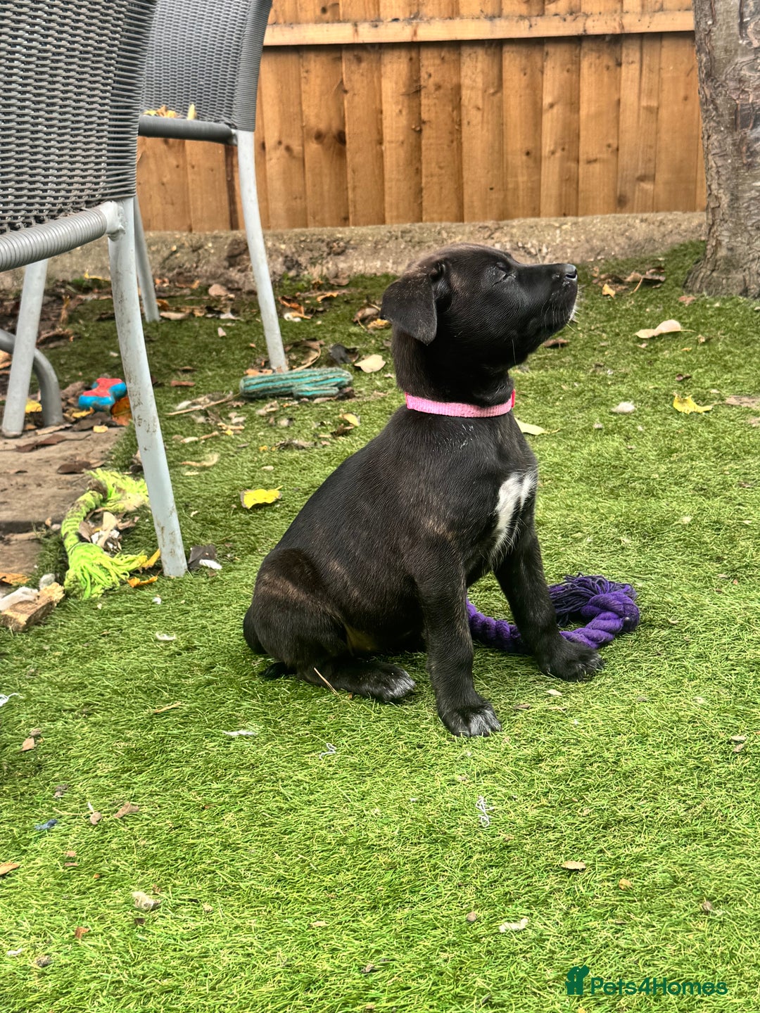Mixed Breed dogs for sale: Only 1 females left! Stunning bullherder pups  - Advert 16