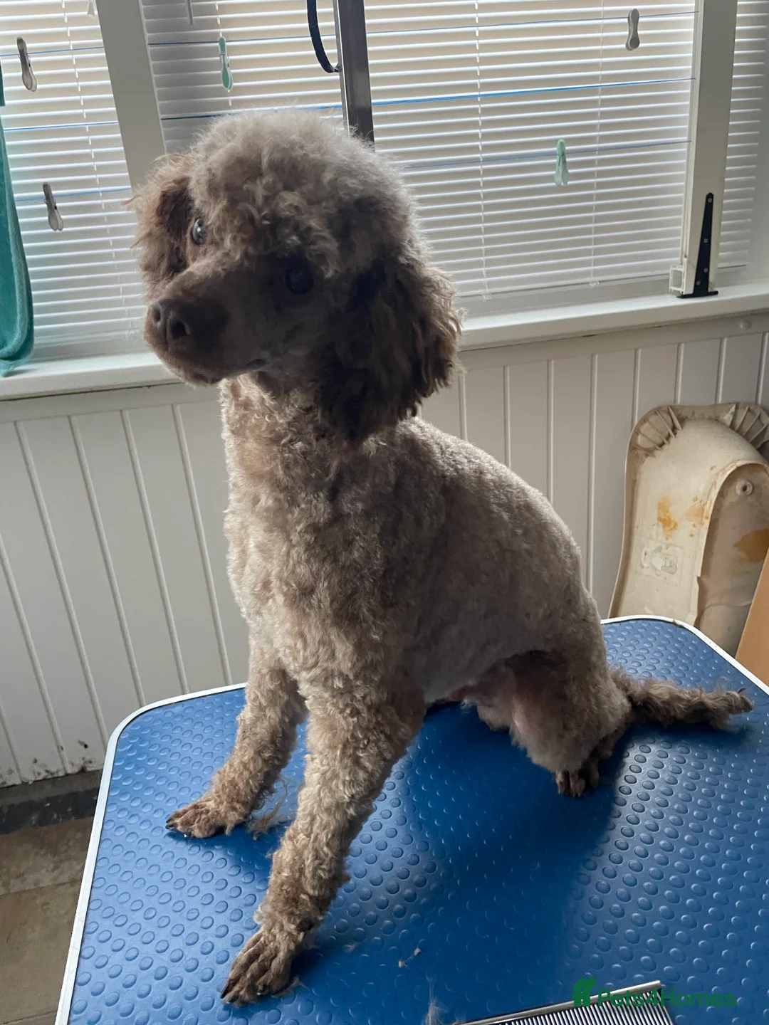 Miniature Poodle dogs for stud: Kc chocolate miniature poodle in Wakefield - Advert 4