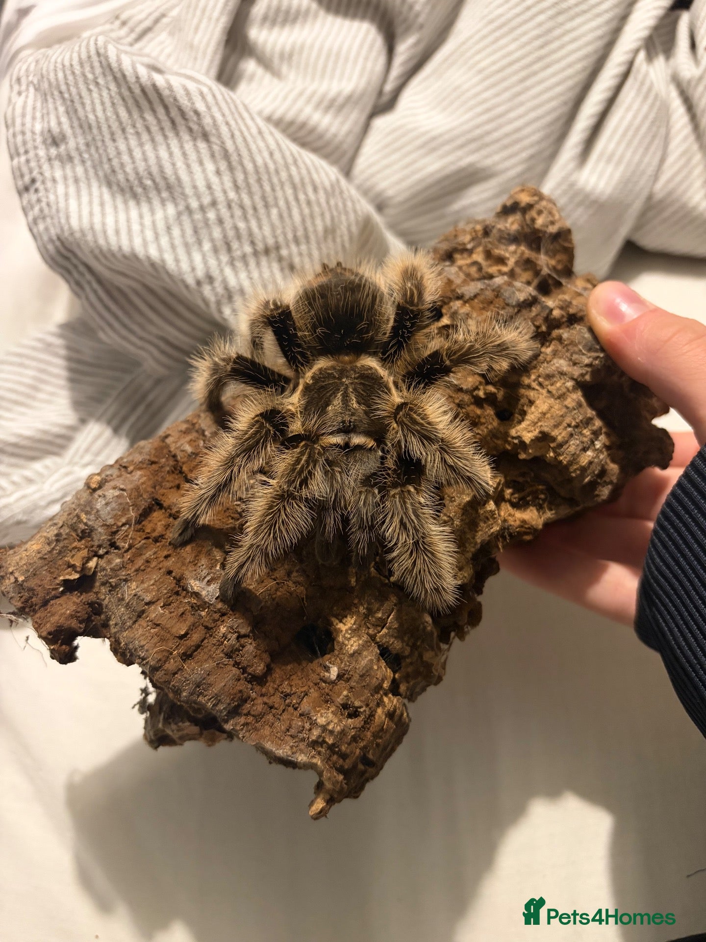 Tarantulas invertebrates for sale: Adult female curly hair tarantula  - Advert 15