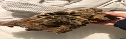 Tarantulas invertebrates for sale: Adult female curly hair tarantula  - Advert 1