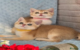 British Shorthair cats for sale: British sh golden kittens NY 12 GCCF  - Image 14