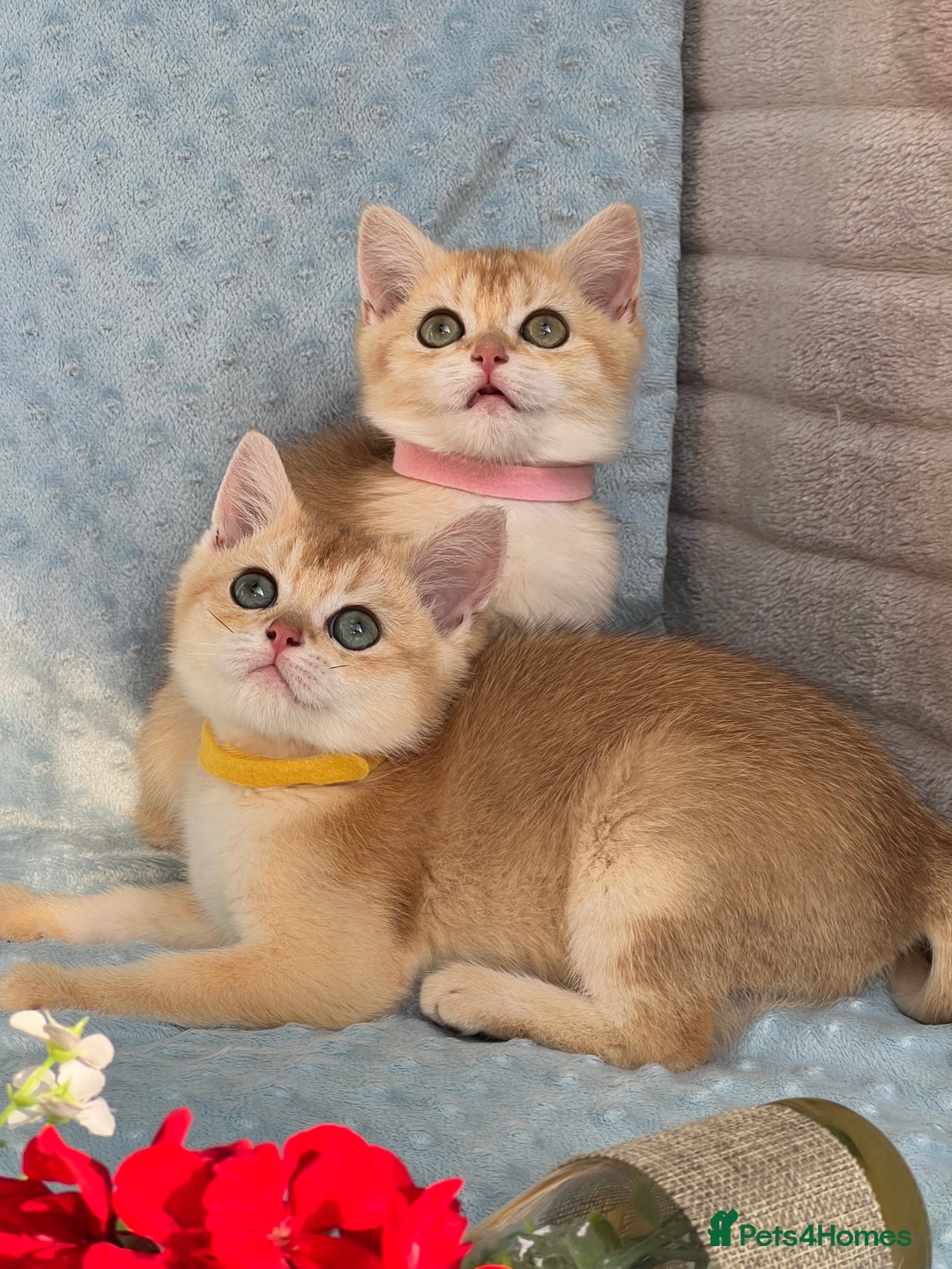 British Shorthair cats for sale: British sh golden kittens NY 12 GCCF  - Image 14