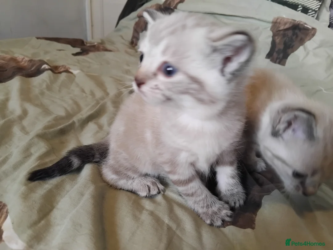 British Shorthair cats for sale: x1 female left ready now  - Advert 1