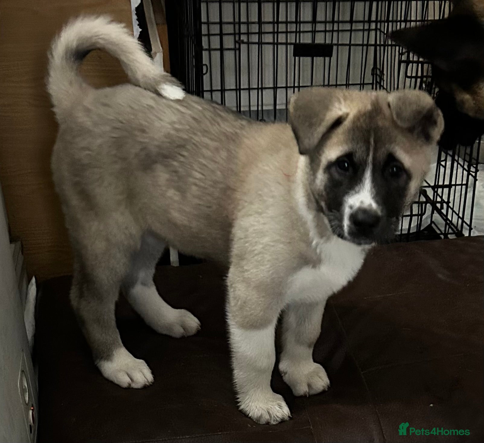 Akita dogs Akita Puppies for Sale - Advert 14