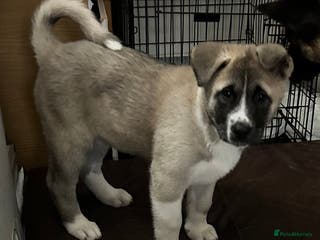 Akita dogs Akita Puppies for Sale - Advert 16