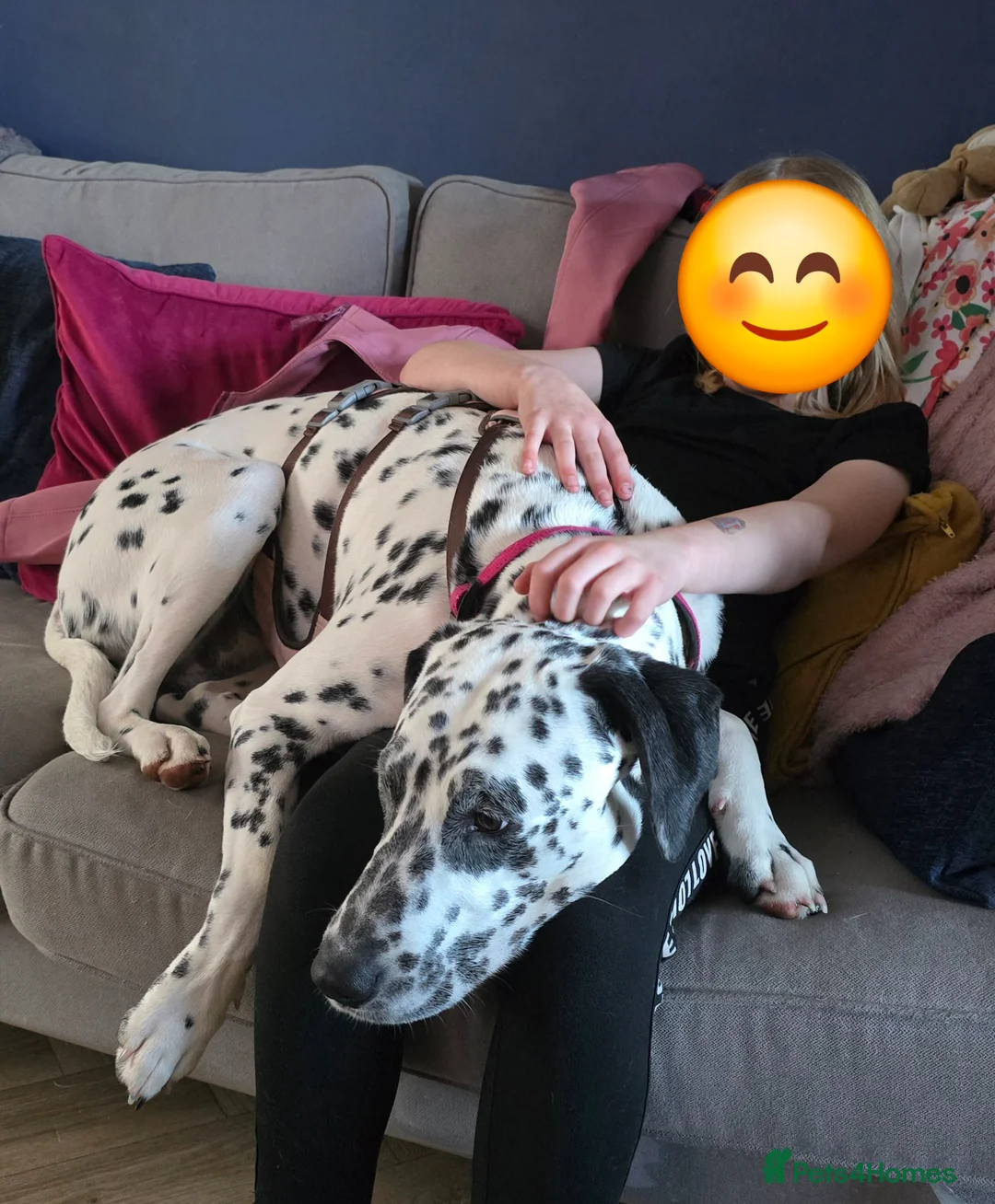 Dalmatian dogs for sale: 2 Y/O female Dalmatian - Advert 2