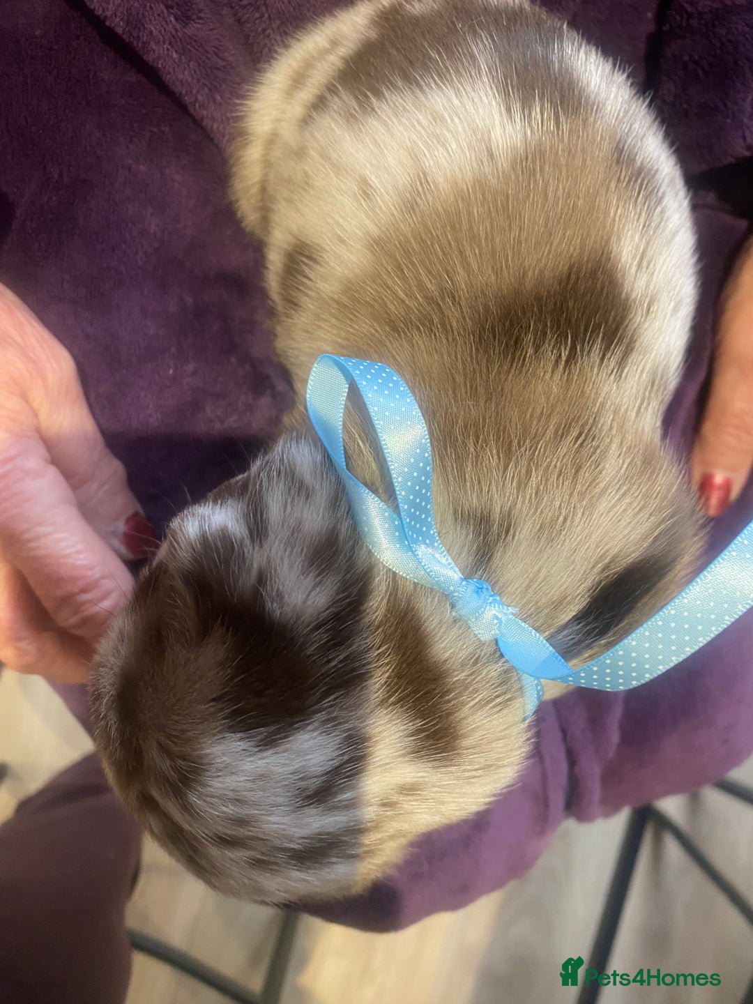 Pug dogs for sale: Merle pugs  - Advert 9