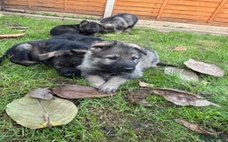 German Shepherd dogs for sale: 10 amazing german shepherd puppies - Advert 14