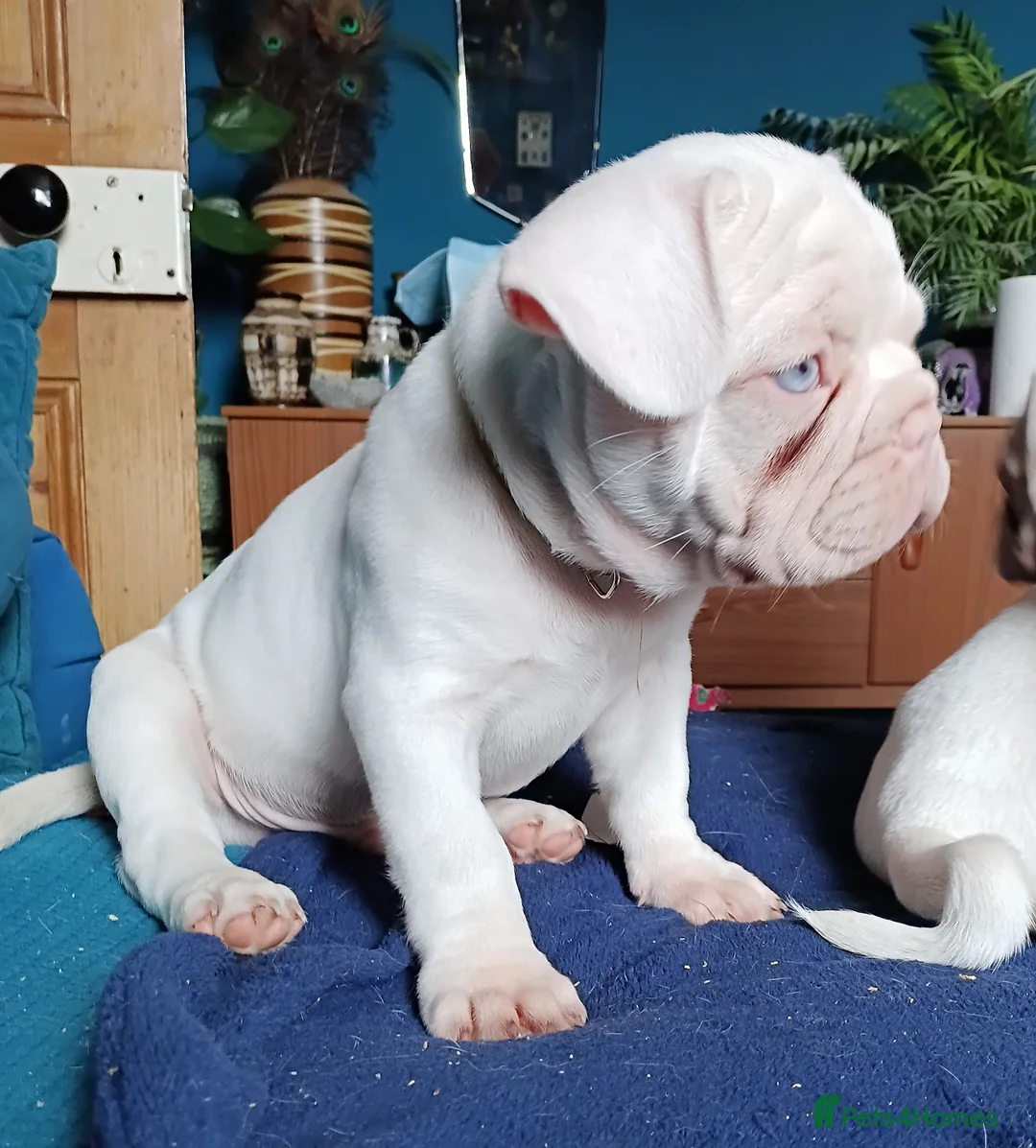 French Bulldog dogs for sale: NEW HOME NEEDED URGENTLY French Bulldog Male - Advert 2