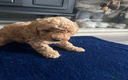 Miniature Poodle dogs for sale: miniature poodles 💕 - Image 5