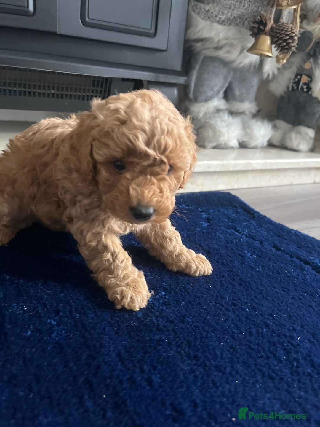 Miniature Poodle dogs for sale: miniature poodles 💕 - Image 5