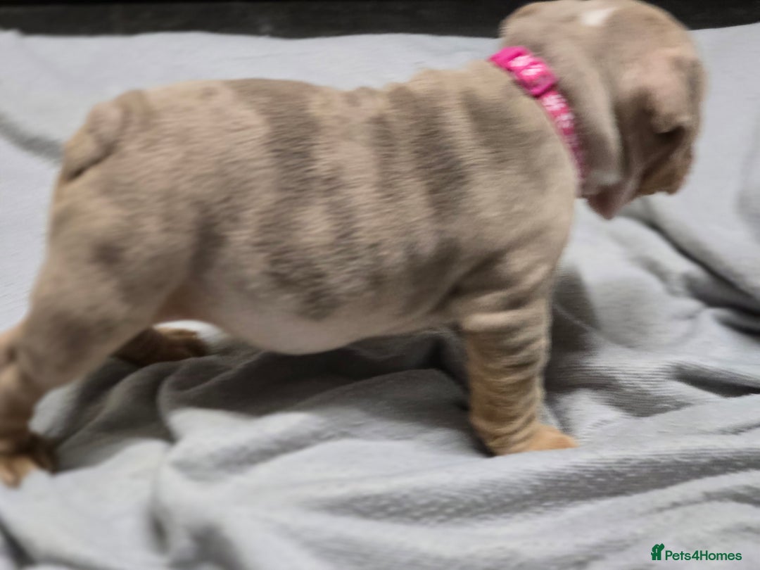 English Bulldog dogs for sale: ✨ English Bulldog Puppies Exceptional Bloodlines ✨ - Advert 13