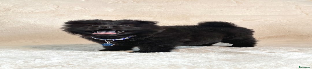 Male Puppy 3