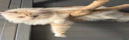 Maine Coon cats for sale: Maine coon girl 1year old  - Advert 10