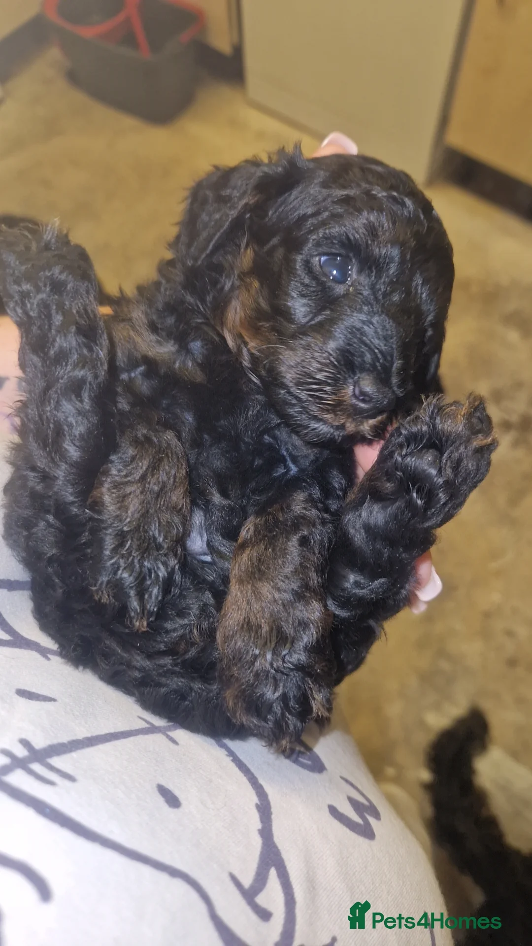 Cockapoo dogs for sale: Toy cockerpoos  - Advert 16