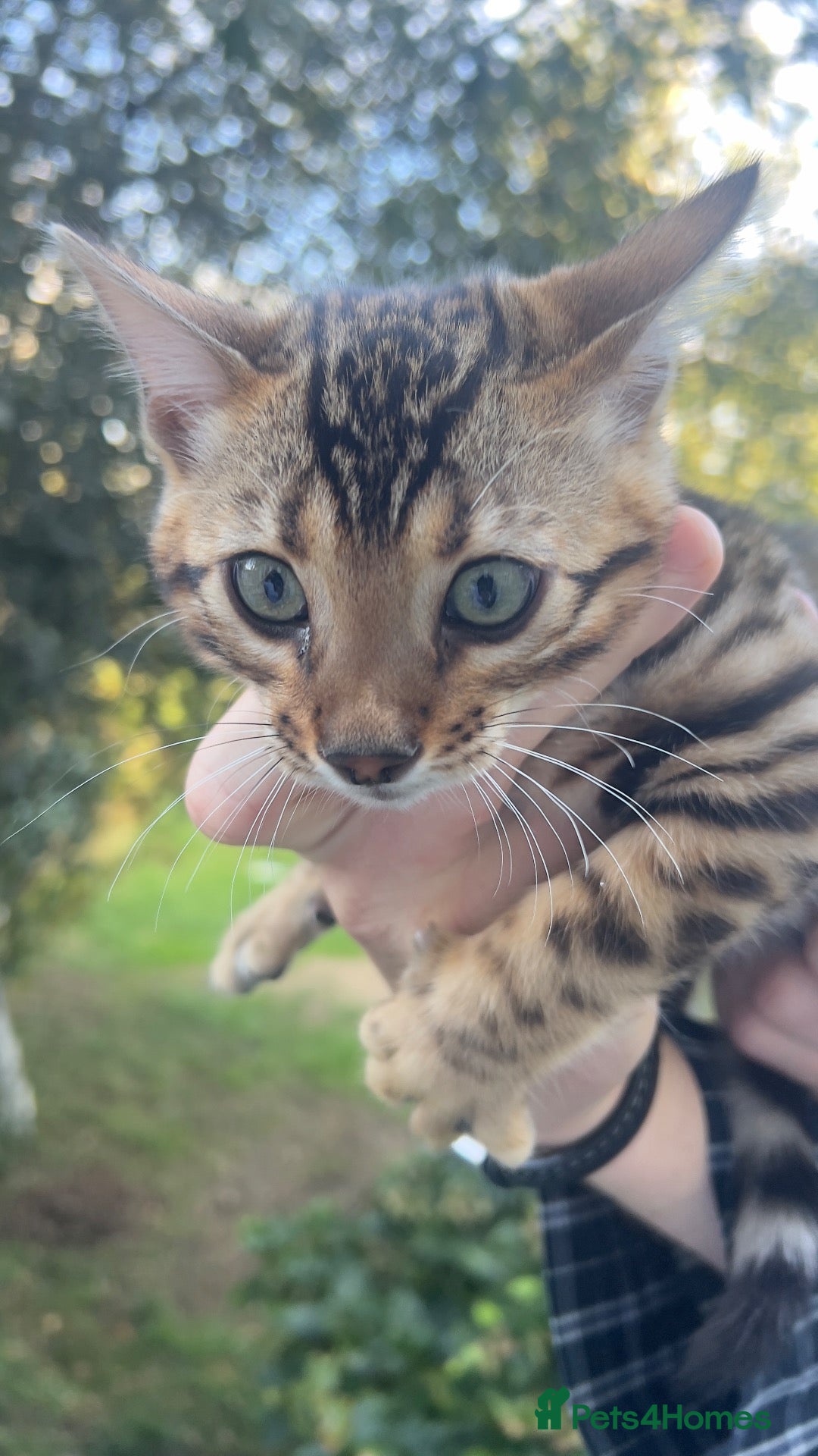 Bengal cats Stunning TICA Registered Bengal Boy  - Advert 3