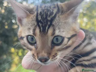 Bengal cats Stunning TICA Registered Bengal Boy - Advert 3