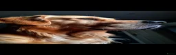 Golden Retriever dogs for stud: Charlie in Twickenham - Advert 12