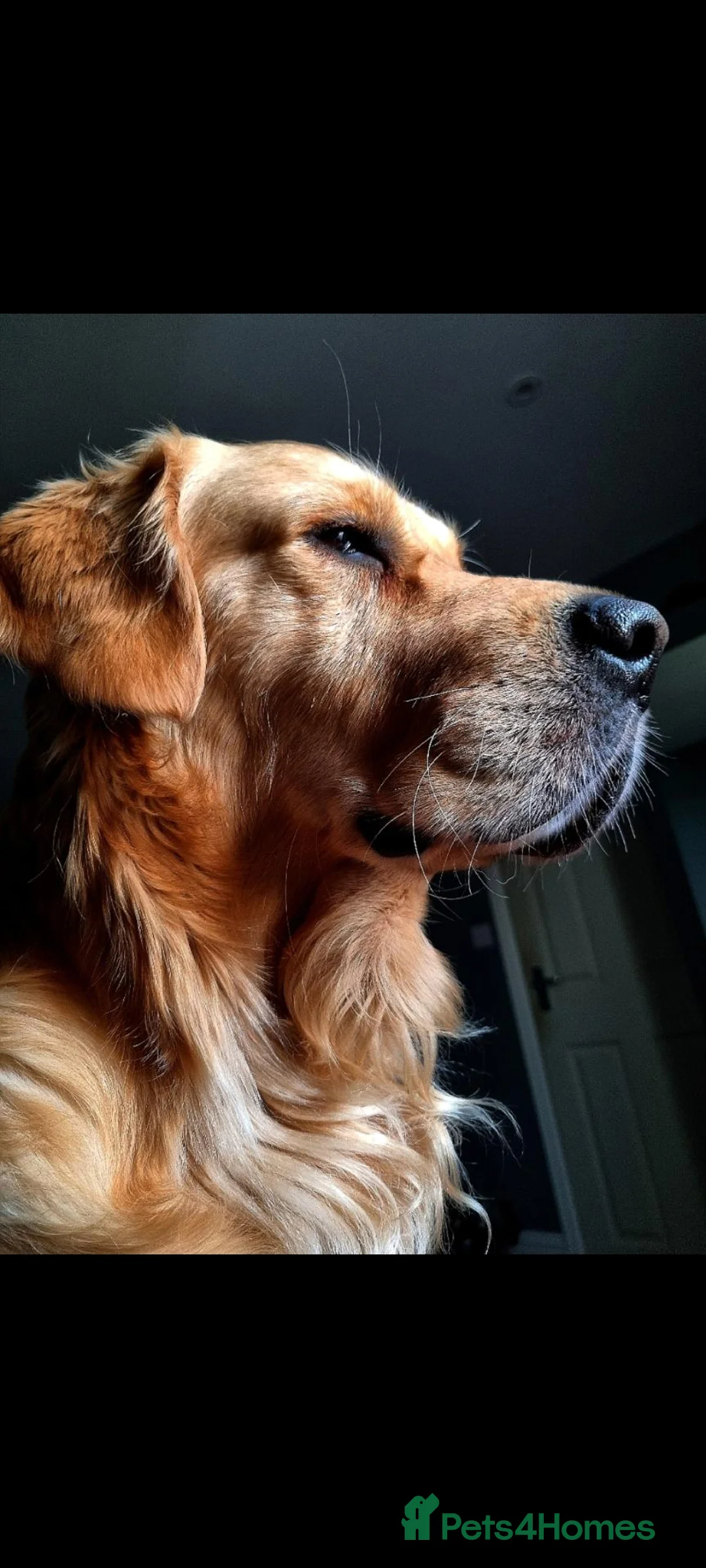 Golden Retriever dogs for stud: Charlie in Twickenham - Advert 12