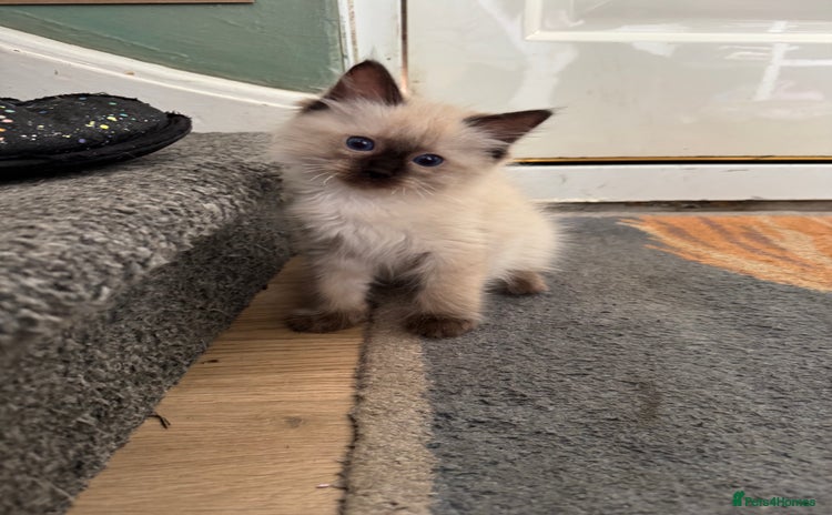 Ragdoll cats - Advert 9
