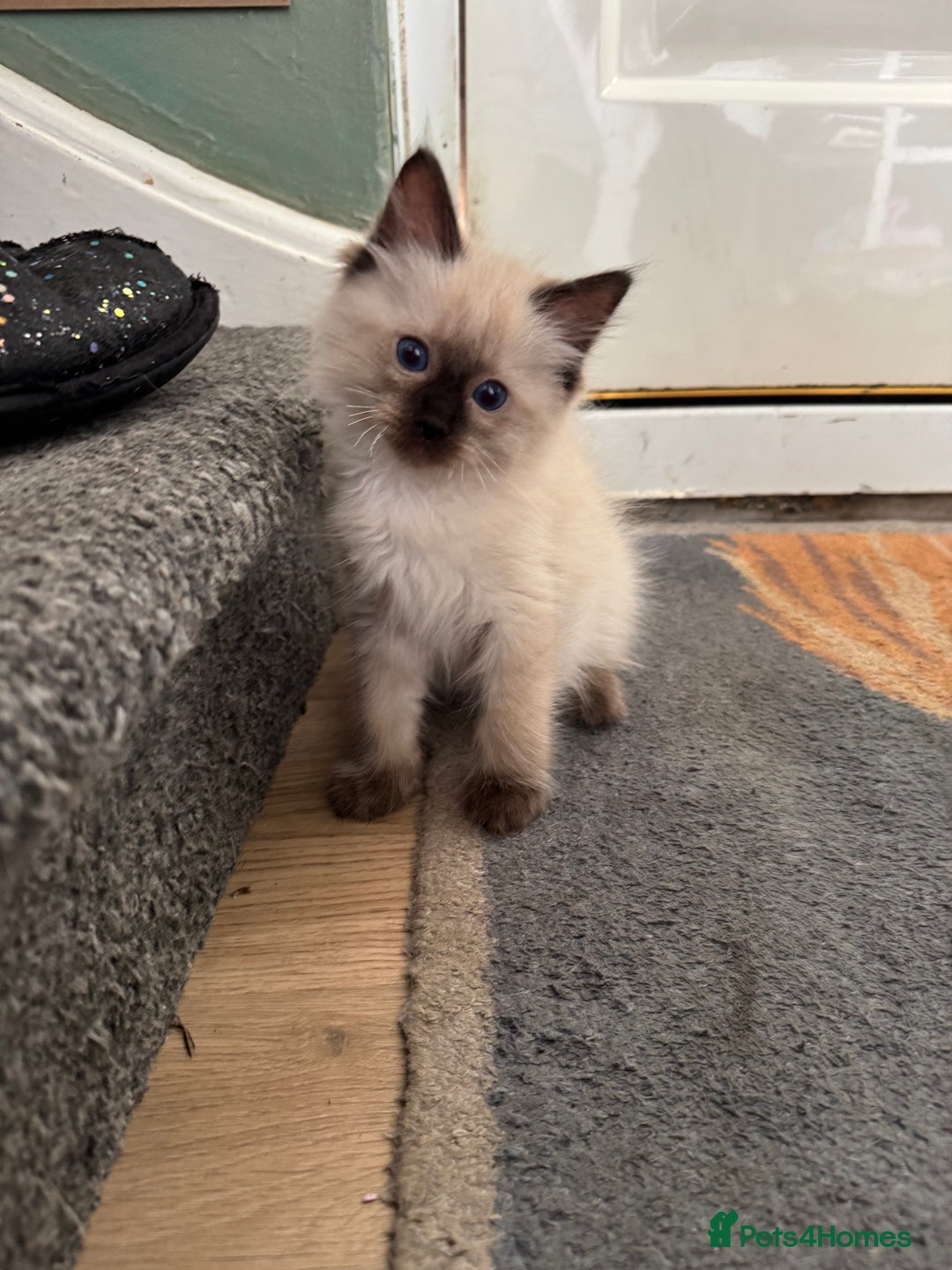 Ragdoll cats for sale: Beautiful Tica registered Ragdoll’s  - Image 11