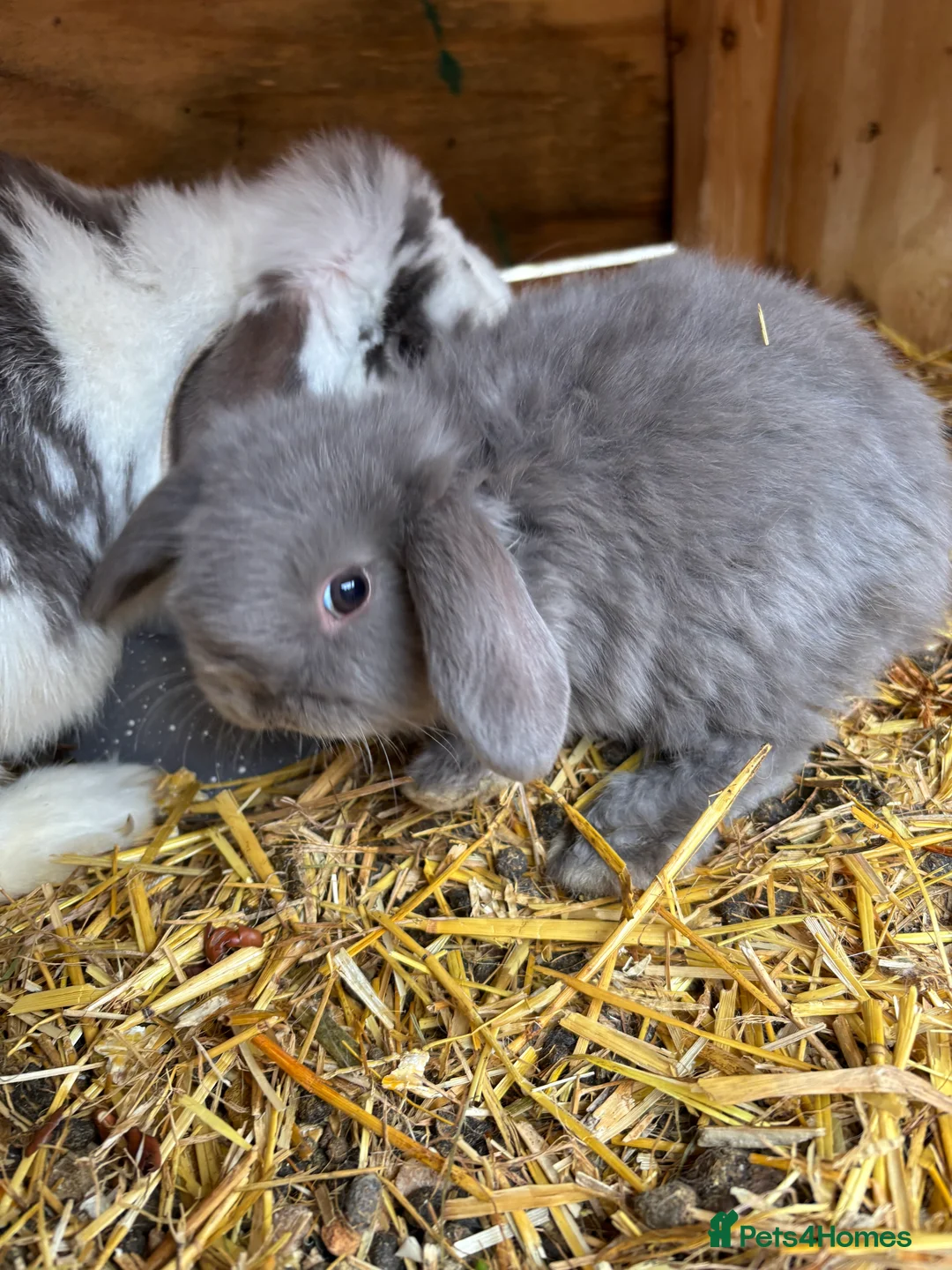 Mini Lop rabbits for sale: Pure breed minilop rabbits - Advert 2