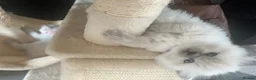 Ragdoll cats for sale: 3 stunning lynx point ragdoll kittens female &male - Advert 22